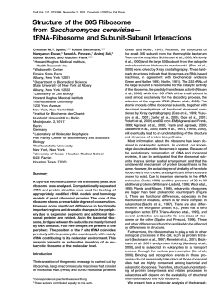 Structure of the 80S Ribosome from Saccharomyces cerevisiae
