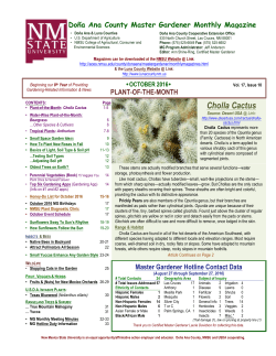 Cholla Cactus - College of Agricultural, Consumer and