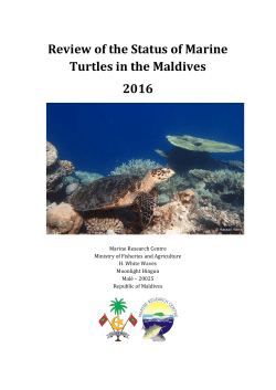 A review of the status of marine turtles in the Maldives