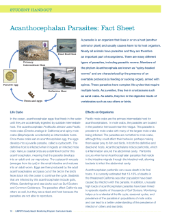 acanthocephalan Parasites: fact Sheet