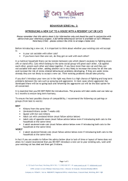 Introducing your cat to a new cat or kitten