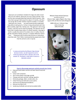 Opossum - City of Mission Viejo