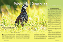 Quail Conservation in Mississippi