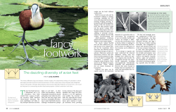 the dazzling diversity of avian feet