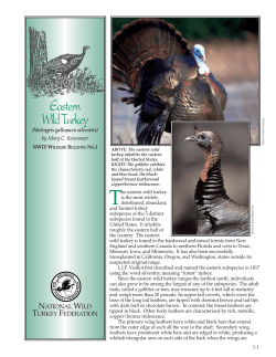 Eastern Wild Turkey