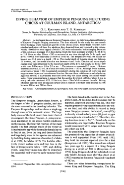 Diving Behavior of Emperor Penguins Nurturing