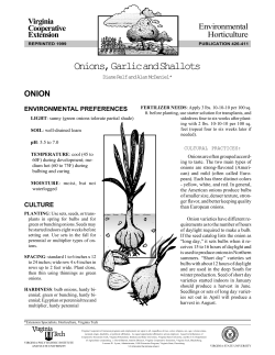 Onions, Garlic and Shallots