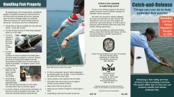 Catch-and-Release: Things you can do to help saltwater fish survive