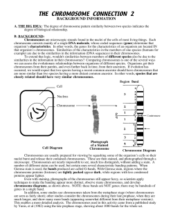 THE CHROMOSOME CONNECTION 2