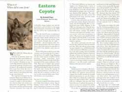 Eastern Coyote