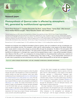 Photosynthesis of Quercus suber is affected by