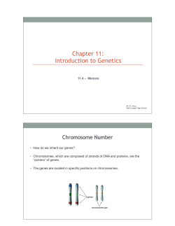 Chapter 11 Section 11_4 Meiosis