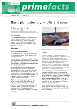 Basic pig husbandry - gilts and sows