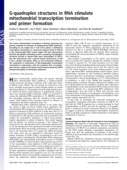 G-quadruplex structures in RNA stimulate mitochondrial