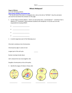 Mitosis Webquest! - hrsbstaff.ednet.ns.ca