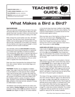 PDF of this Lesson