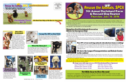 Dachshund Races 2016