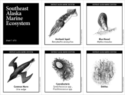 Southeast Alaska Marine Ecosystem