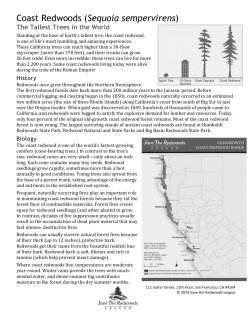 Coast Redwoods