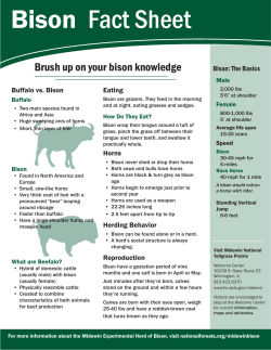 Bison Fact Sheet - National Forest Foundation