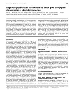 Large-scale production and purification of the human green cone