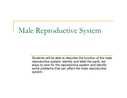 Male Reproductive System