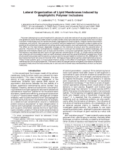 Lateral Organization of Lipid Membranes Induced by Amphiphilic