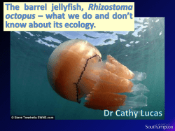 One of six true jellyfish in UK coastal waters