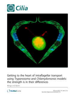 Getting to the heart of intraflagellar transport