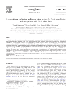 A reconstituted replication and transcription system for Ebola virus