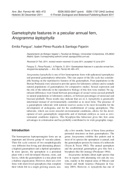 Gametophyte features in a peculiar annual fern, Anogramma