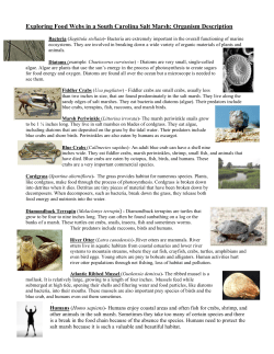 Exploring Food Webs in a South Carolina Salt Marsh: Organism