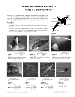Dichotomous Key - Whales Activity