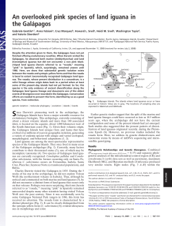 An overlooked pink species of land iguana in the Gal&aacute;pagos