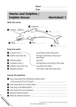 Sharks and Dolphins / Dolphin Rescue Worksheet 1