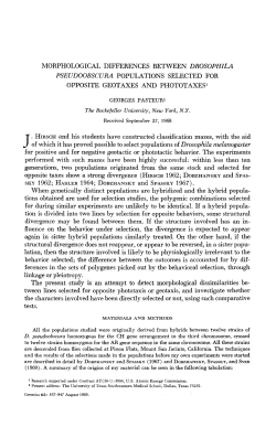MORPHOLOGICAL DIFFERENCES BETWEEN