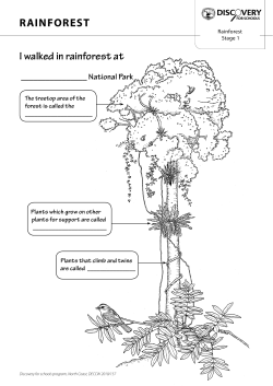 Rainforest Kit - Rainforest worksheets stages 1 - 3