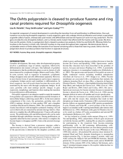 The Ovhts polyprotein is cleaved to produce fusome