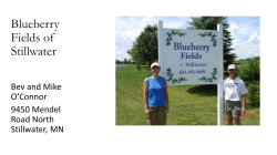Blueberry Fields of Stillwater