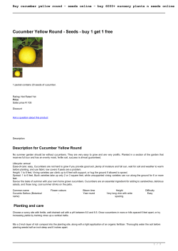 Buy cucumber yellow round - seeds online - buy