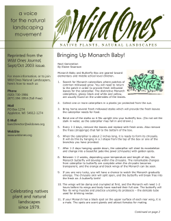 Bringing Up Monarch Baby!