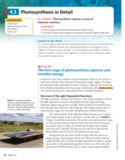 Photosynthesis in Detail