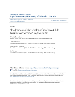 Skin lesions on blue whales off southern Chile: Possible