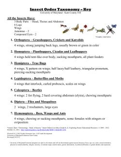 Insect Classification - Order Matching Sets - Key