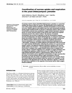 Coordination of sucrose uptake and respiration in the