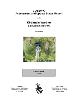 Kirtland`s Warbler (Dendroica kirtlandii)