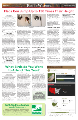 Fleas Can Jump Up to 150 Times Their Height What Birds do You