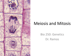 Meiosis and Mitosis - Warner Pacific College