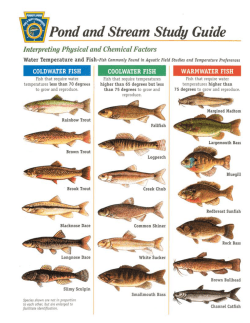 Dichotomous Key Worksheet