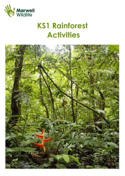 KS1 Rainforest Activities